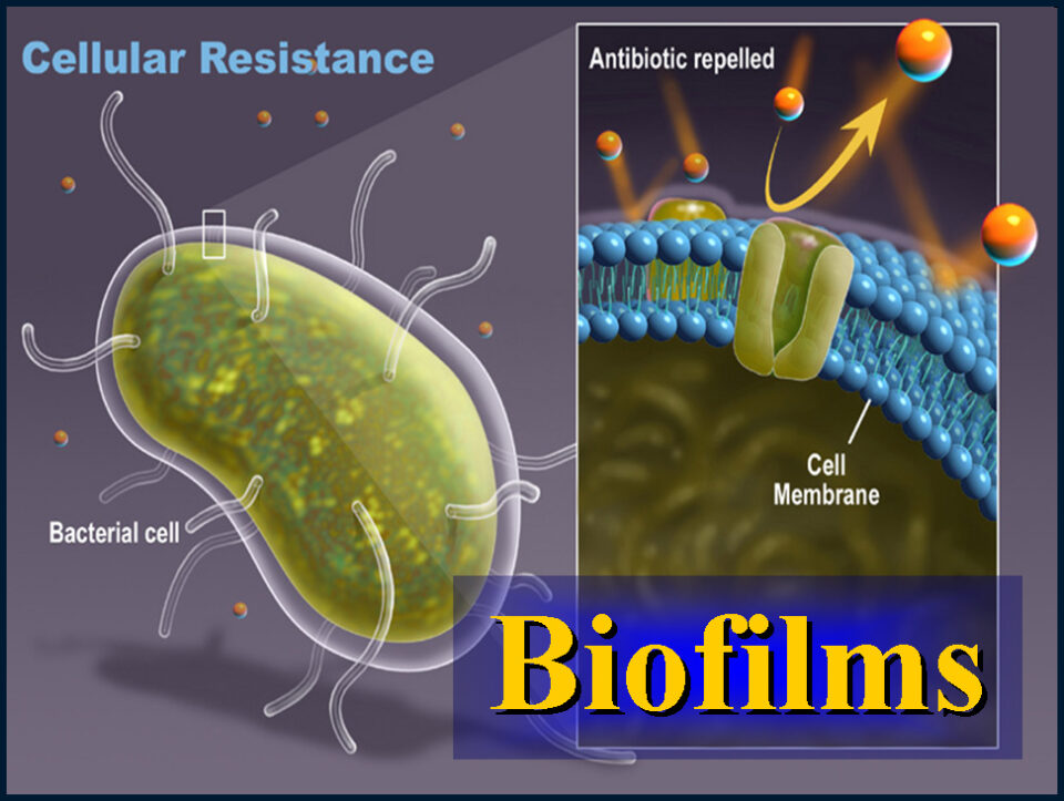 Βιολογικό φορτίο και biofilm